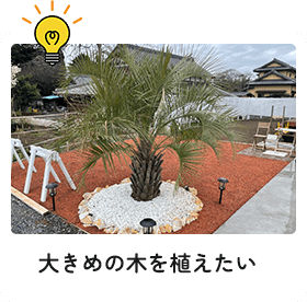 大きめの木を植えたい